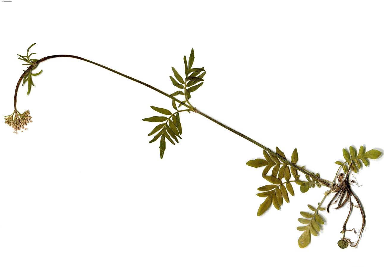Valeriana hispidula (Caprifoliaceae)
